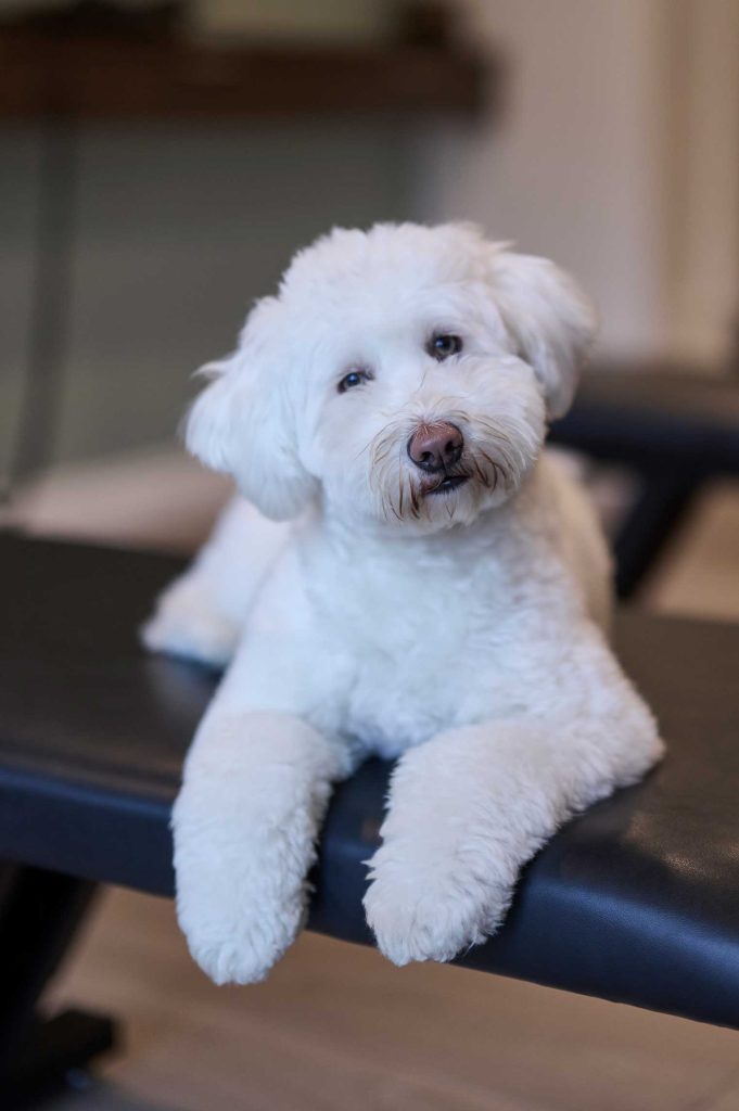 Meet our chiropractors | waddell wellness & performance | chiropractic